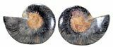Split Black/Orange Ammonite Pair - Unusual Coloration #55604-1